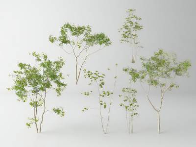 现代景观树